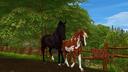 Discovery splash banner for Star Stable Online - Star Riders Discord server