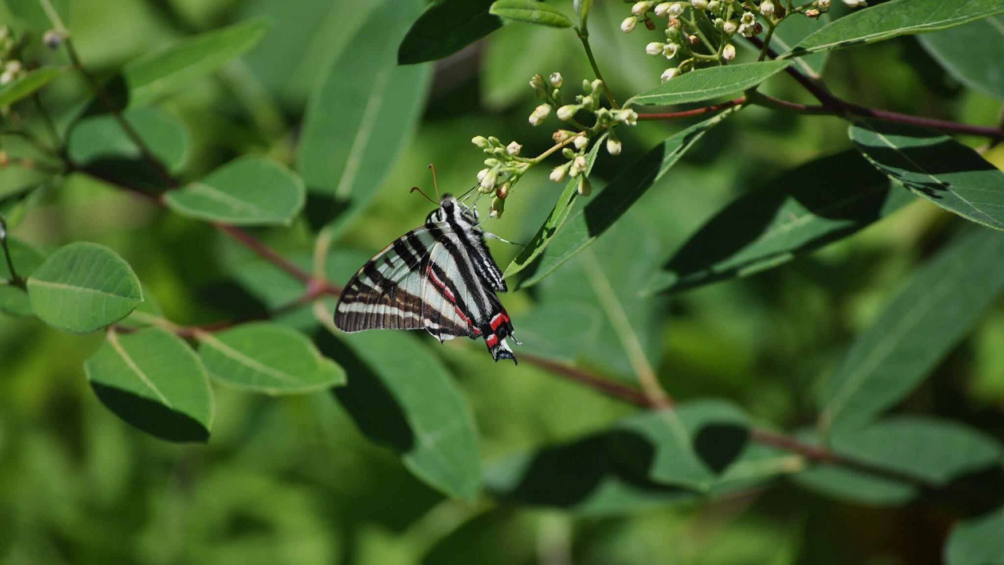 Discovery splash banner for The Bug Bin Discord server