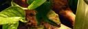 Discovery splash banner for 🌿 Camp Capra 🌿 Discord server