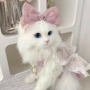 Discovery icon for 🎀 Ask To Dm  ^⩊^⟆ Cutecats﹒Social﹒Active﹒Guild tags﹒Vcs﹒Giveaways & Emotes﹒Ask2DM Discord server