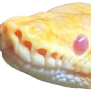 Discovery icon for Ball Pythons Discord server
